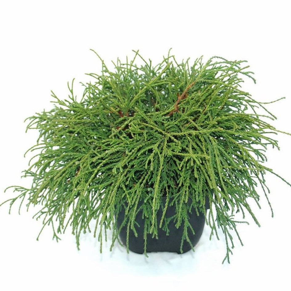 Ädelcypress – Chamaecyparis pisifera 'Filifera Nana' - C2